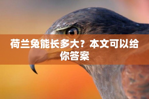 荷蘭兔能長多大？本文可以給你答案