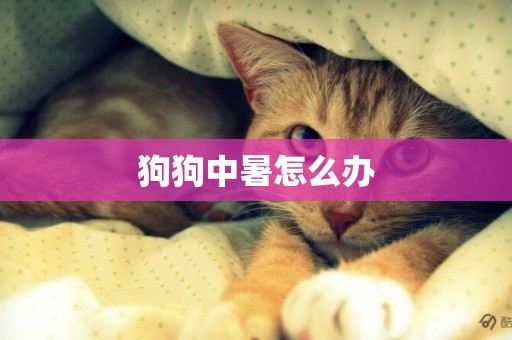 狗狗中暑怎么辦