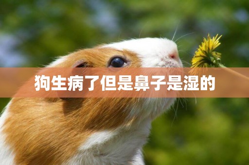 狗生病了但是鼻子是濕的