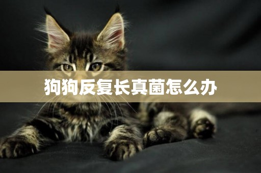 狗狗反復長真菌怎么辦