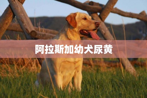 阿拉斯加幼犬尿黃