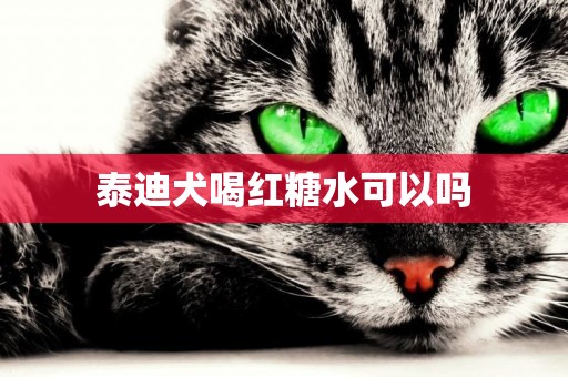 泰迪犬喝紅糖水可以嗎