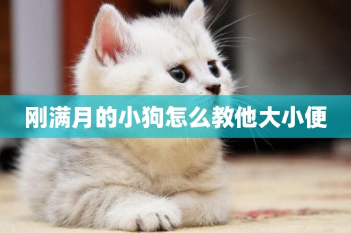 剛滿月的小狗怎么教他大小便