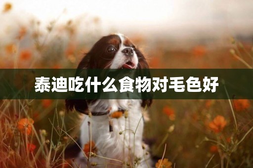 泰迪吃什么食物對毛色好