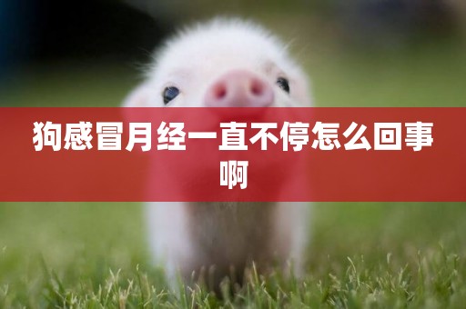 狗感冒月經一直不停怎么回事啊