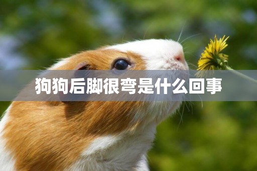 狗狗后腳很彎是什么回事