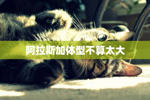 阿拉斯加體型不算太大