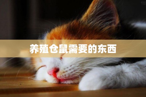 養殖倉鼠需要的東西