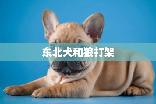 東北犬和狼打架