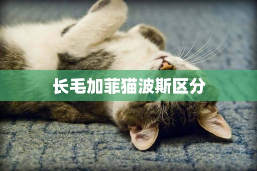 長毛加菲貓波斯區分