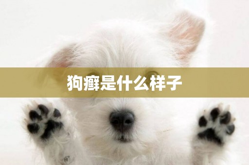 狗癬是什么樣子