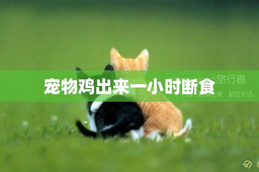 寵物雞出來一小時斷食