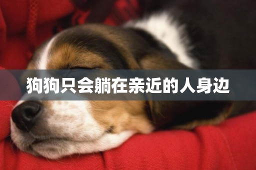 狗狗只會躺在親近的人身邊
