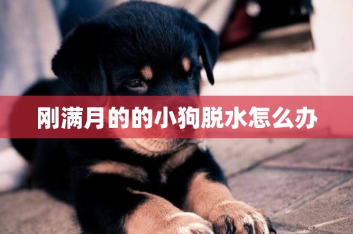剛滿月的的小狗脫水怎么辦