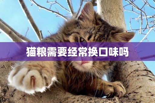 貓糧需要經常換口味嗎