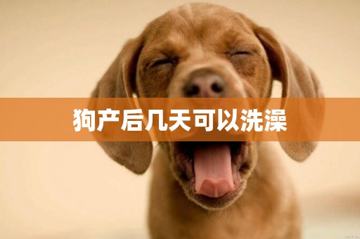 狗產后幾天可以洗澡