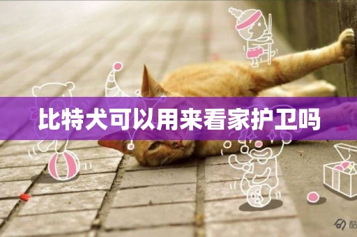 比特犬可以用來看家護衛嗎