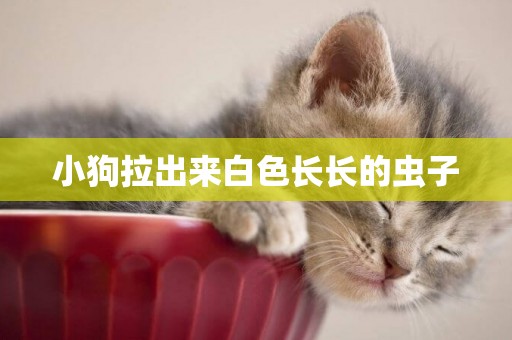 小狗拉出來白色長長的蟲子
