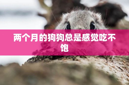兩個月的狗狗總是感覺吃不飽