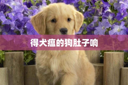 得犬瘟的狗肚子響