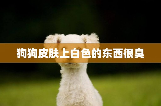 狗狗皮膚上白色的東西很臭