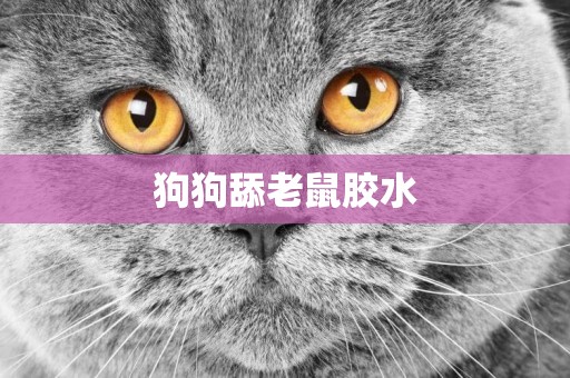 狗狗舔老鼠膠水