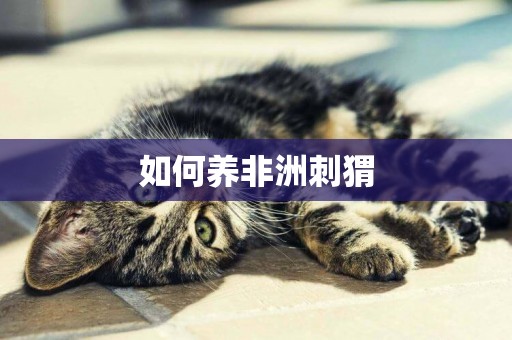 如何養非洲刺猬