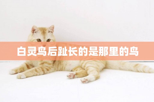 白靈鳥后趾長的是那里的鳥