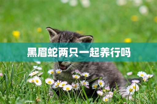 黑眉蛇兩只一起養行嗎