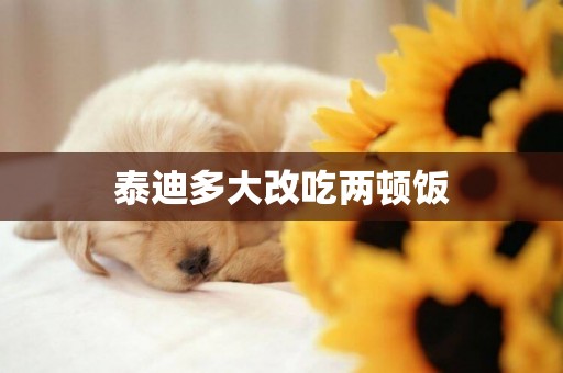 泰迪多大改吃兩頓飯