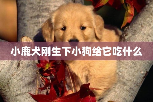 小鹿犬剛生下小狗給它吃什么