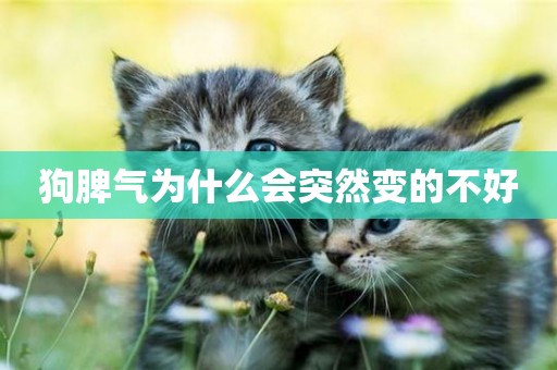 狗脾氣為什么會突然變的不好