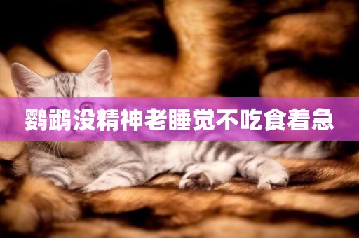 鸚鵡沒精神老睡覺不吃食著急