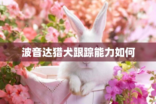 波音達獵犬跟蹤能力如何