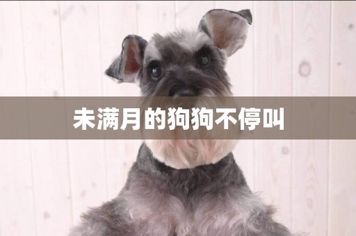未滿月的狗狗不停叫