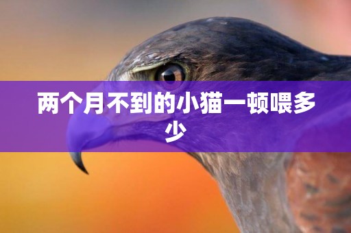 兩個月不到的小貓一頓喂多少