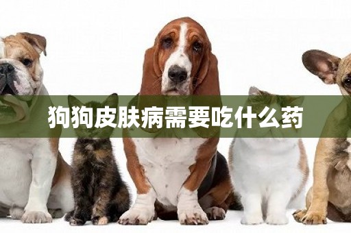 狗狗皮膚病需要吃什么藥