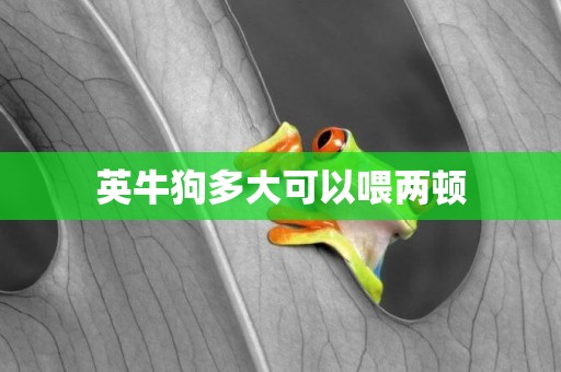 英牛狗多大可以喂兩頓