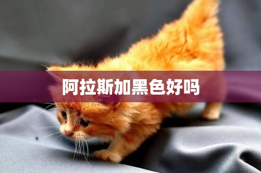 阿拉斯加黑色好嗎