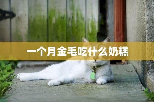 一個月金毛吃什么奶糕