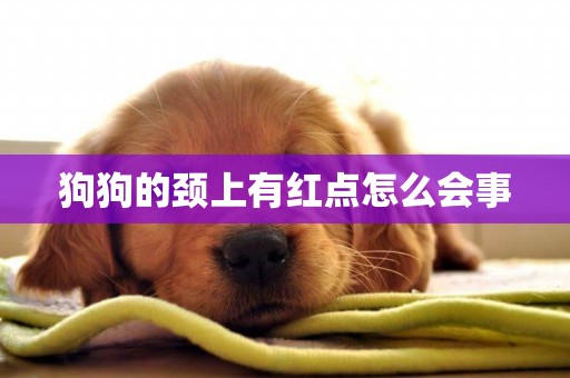 狗狗的頸上有紅點怎么會事