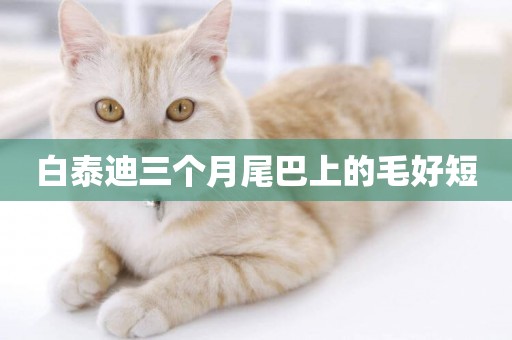 白泰迪三個月尾巴上的毛好短