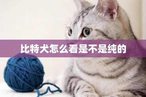比特犬怎么看是不是純的