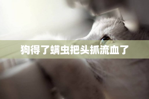狗得了螨蟲把頭抓流血了