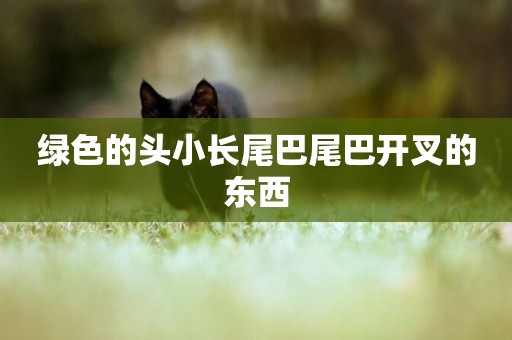 綠色的頭小長尾巴尾巴開叉的東西
