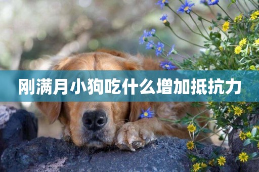 剛滿月小狗吃什么增加抵抗力