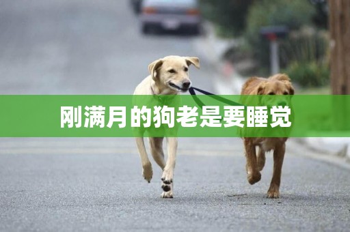 剛滿月的狗老是要睡覺