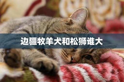 邊疆牧羊犬和松獅誰大