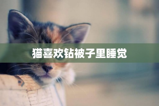 貓喜歡鉆被子里睡覺