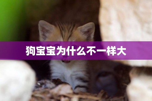 狗寶寶為什么不一樣大